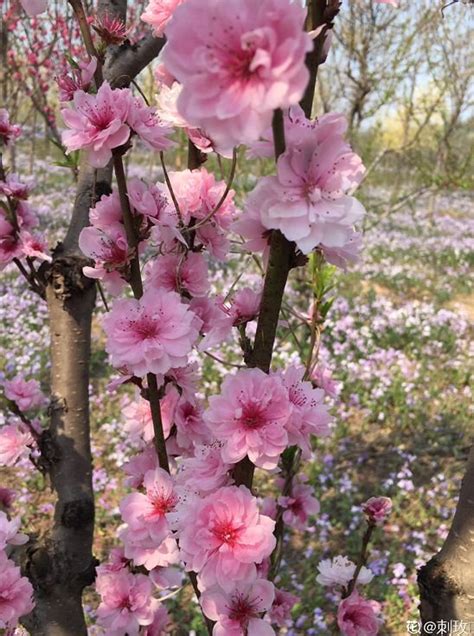 家中種桃花|院子裡種桃樹好不好？桃樹種植有什麼風水禁忌？